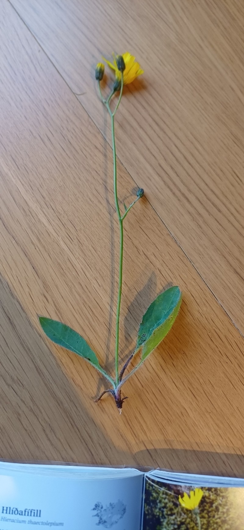 Hieracium thaectolepium photo 3