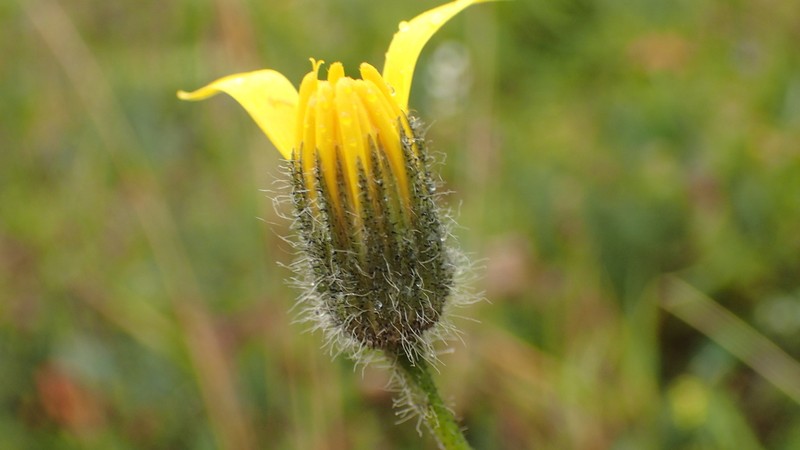 Hieracium thaectolepium photo 4