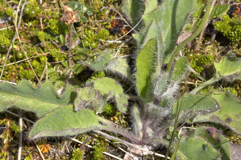 Hieracium thaectolepium photo 5
