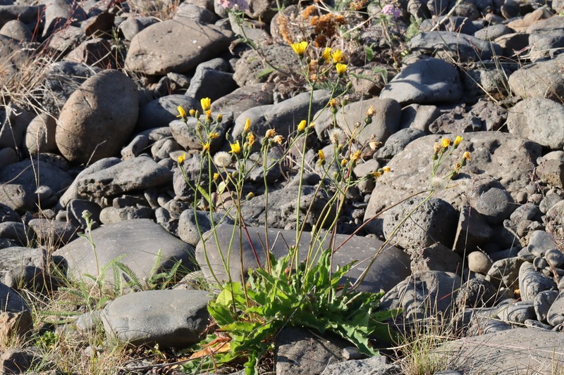Hieracium thaectolepium photo 6