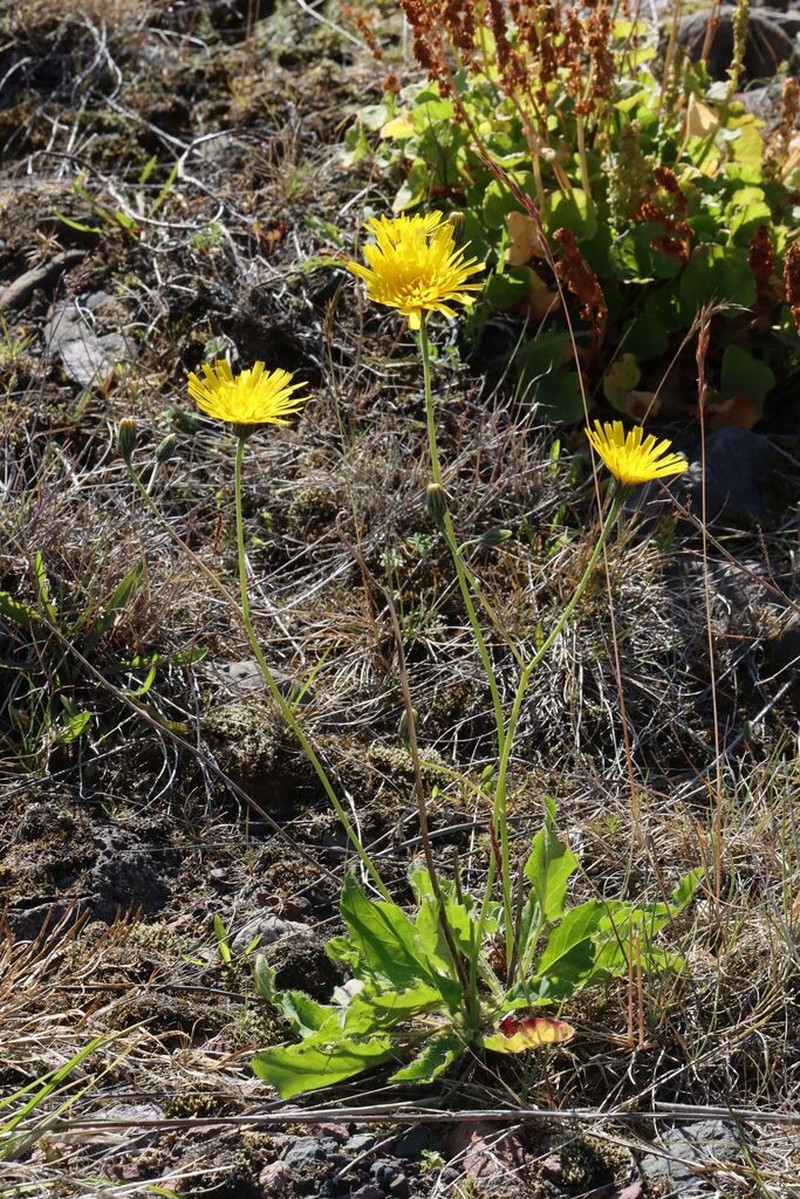 Hieracium thaectolepium photo 7