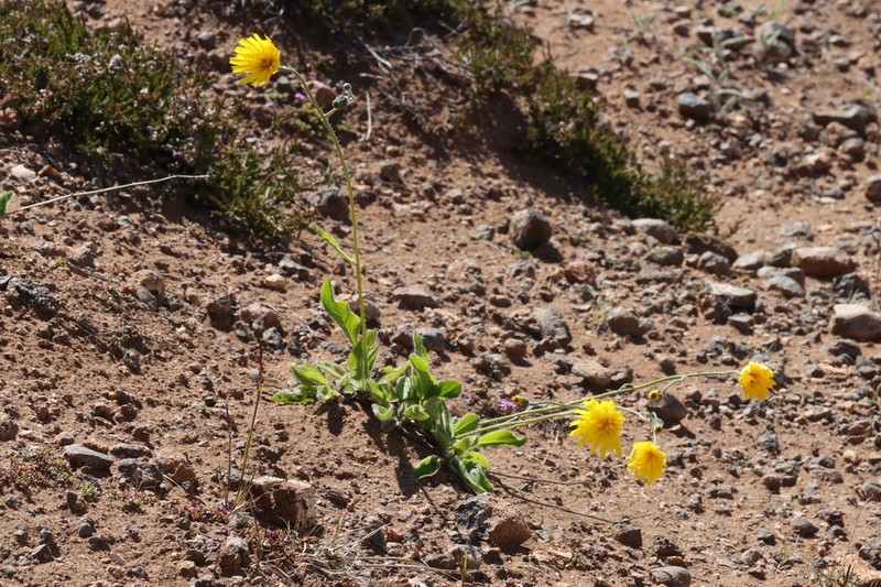 Hieracium thaectolepium photo 8