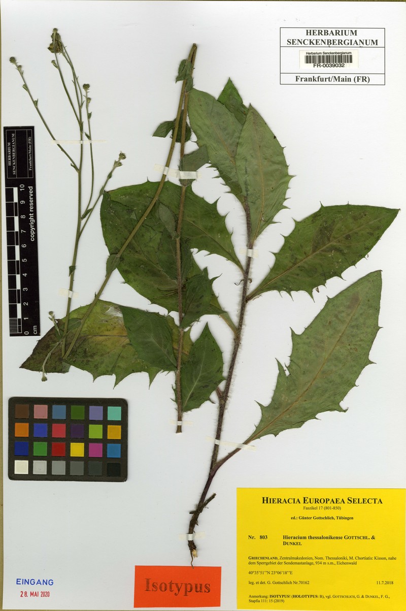 Hieracium thessalonikense