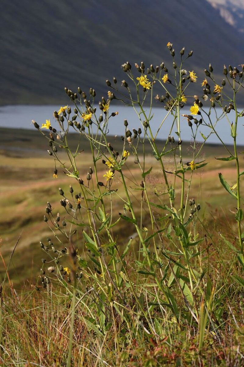 Hieracium thulense