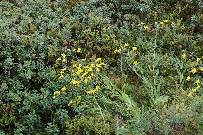 Hieracium thulense photo 2