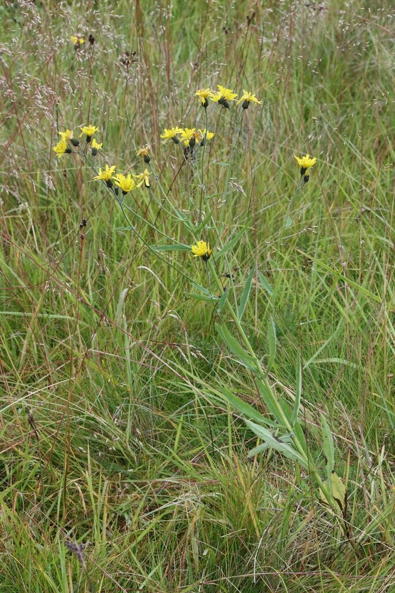 Hieracium thulense photo 3