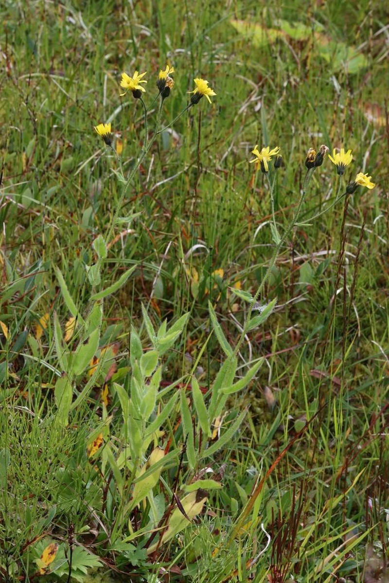 Hieracium thulense photo 4