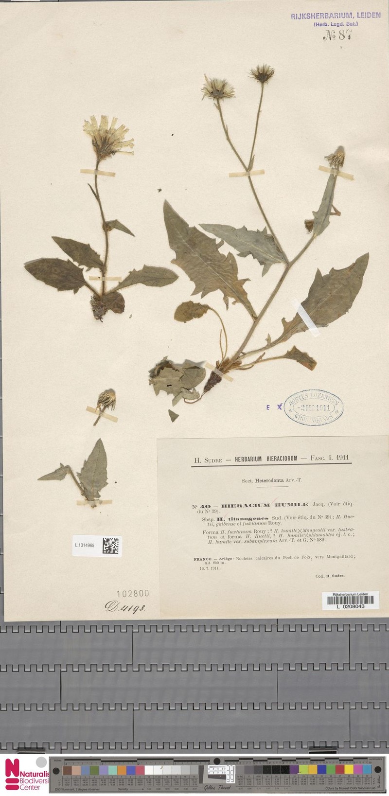 Hieracium titanogenes
