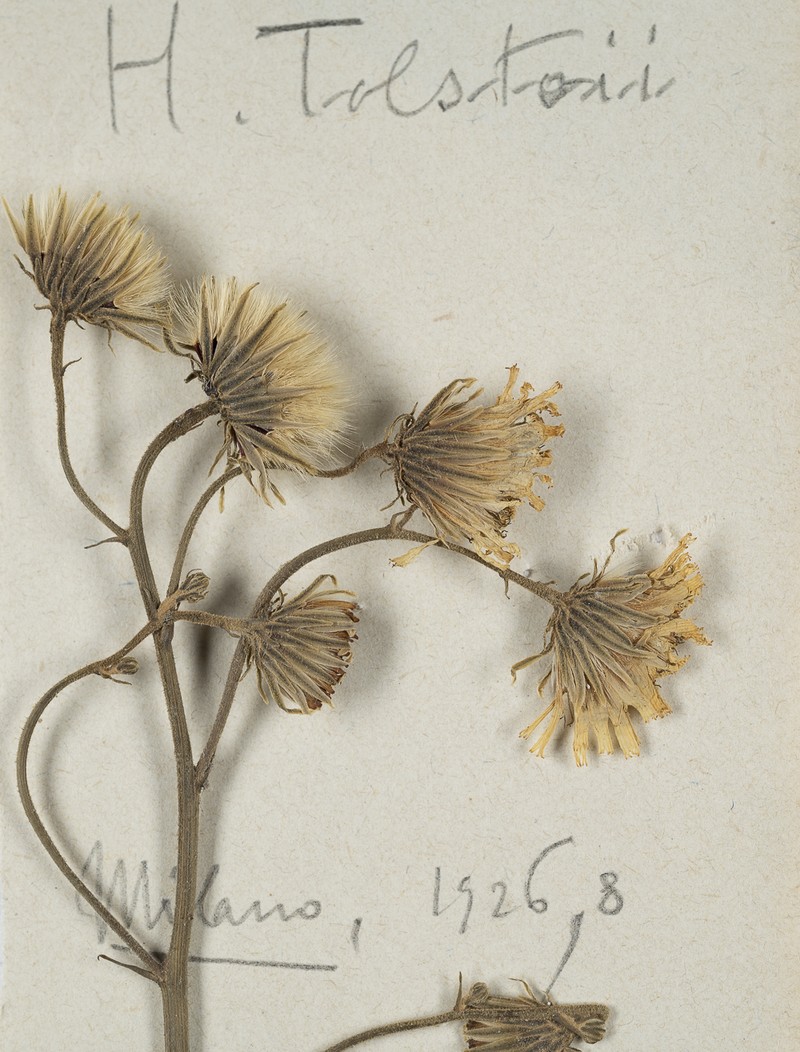 Hieracium tolstoii