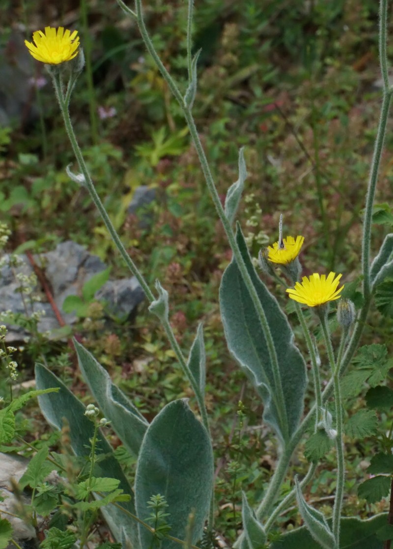 Hieracium tomentosum