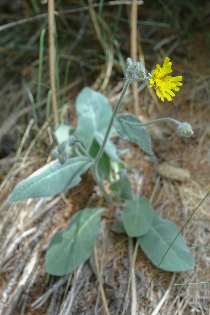 Hieracium tomentosum photo 2