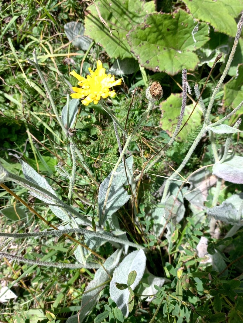 Hieracium tomentosum photo 3