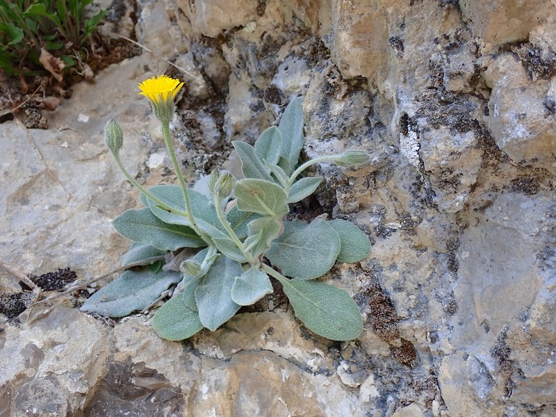 Hieracium tomentosum photo 4
