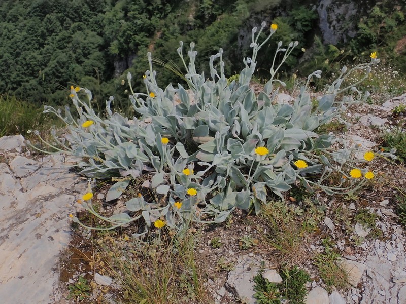 Hieracium tomentosum photo 5