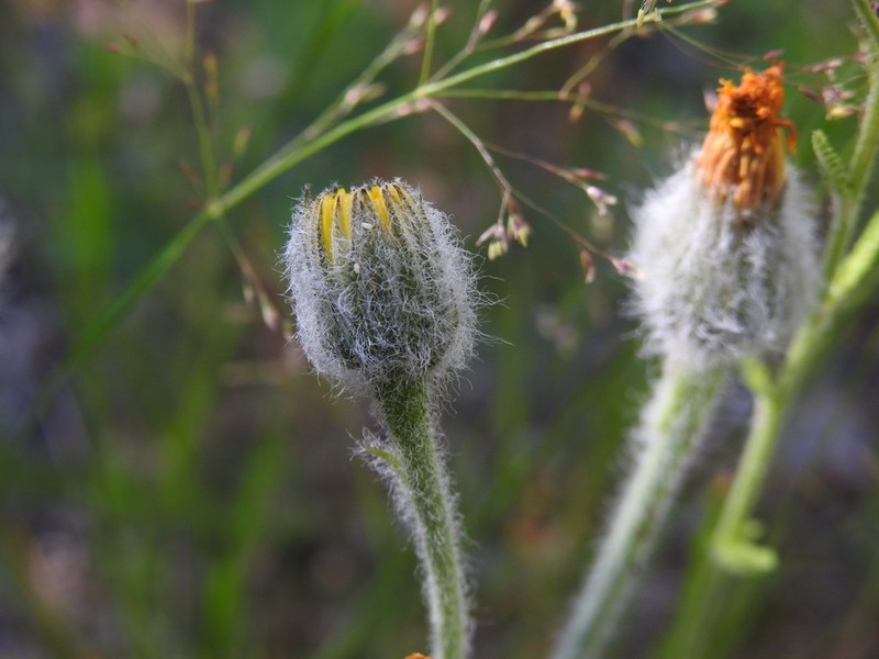 Hieracium tomentosum photo 6