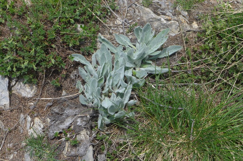Hieracium tomentosum photo 7