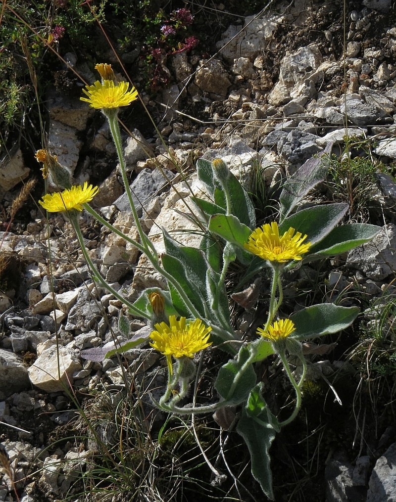 Hieracium tomentosum photo 8
