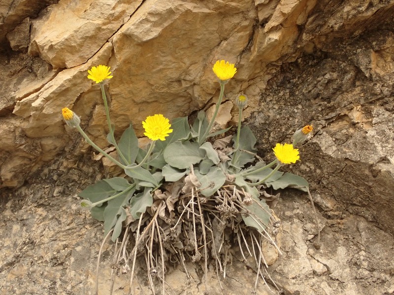 Hieracium tomentosum subsp. andryaloides