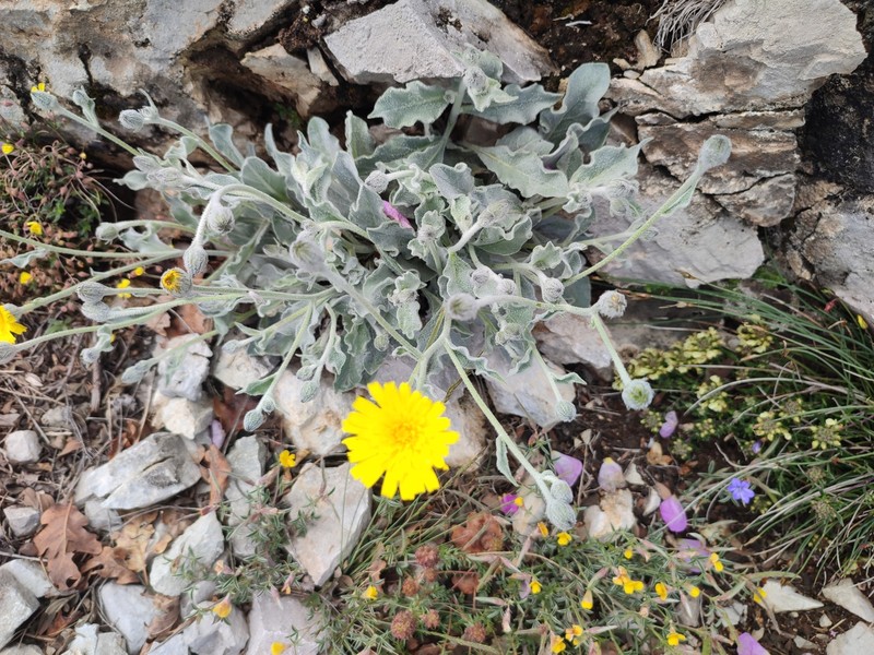 Hieracium tomentosum subsp. andryaloides photo 2