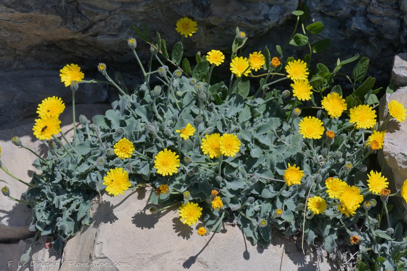 Hieracium tomentosum subsp. andryaloides photo 3