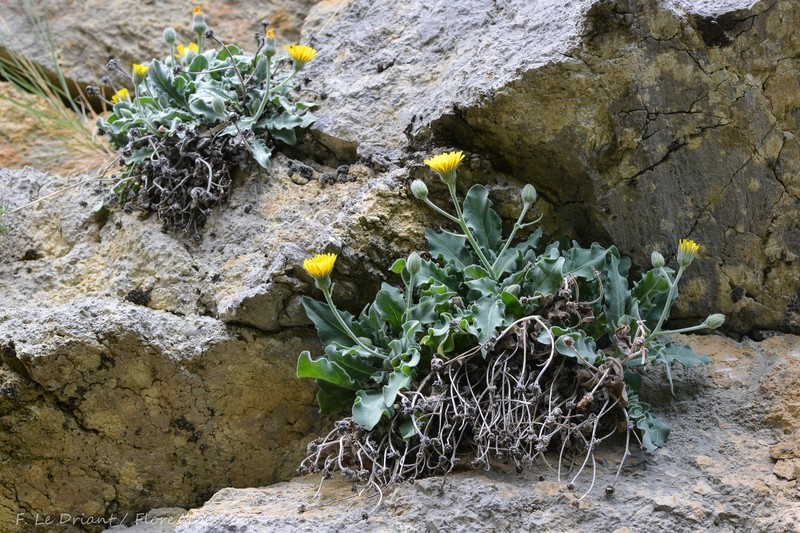 Hieracium tomentosum subsp. andryaloides photo 4