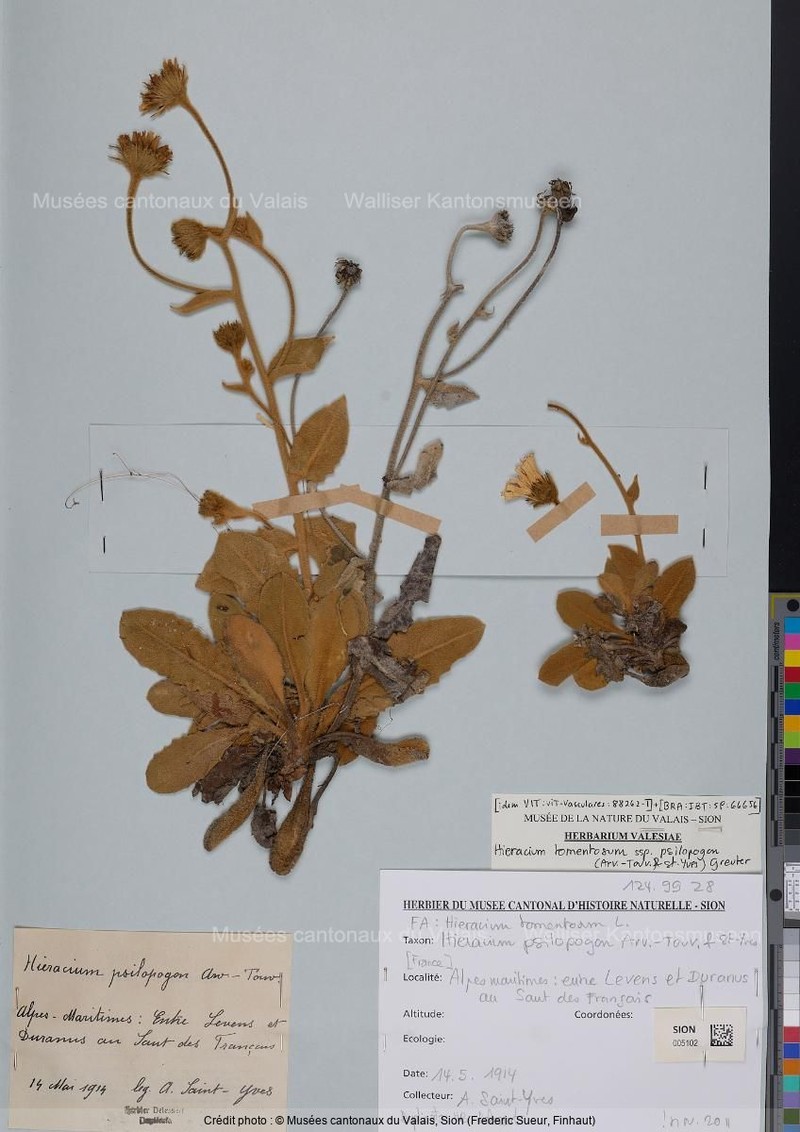 Hieracium tomentosum subsp. psilopogon