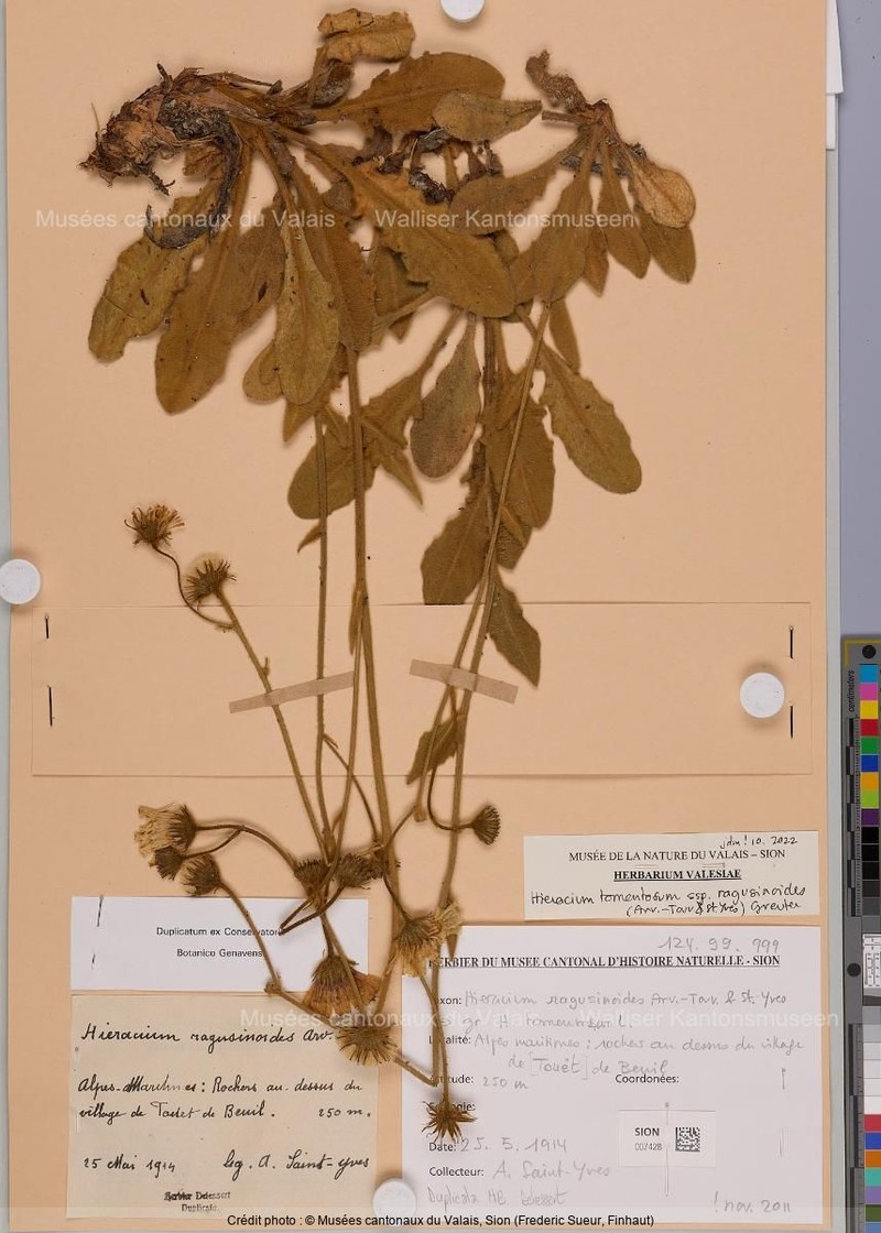 Hieracium tomentosum subsp. ragusinoides