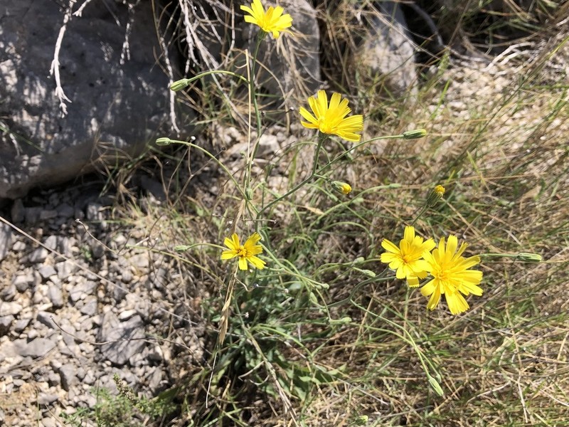 Hieracium tommasinianum