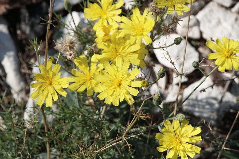 Hieracium tommasinianum photo 2