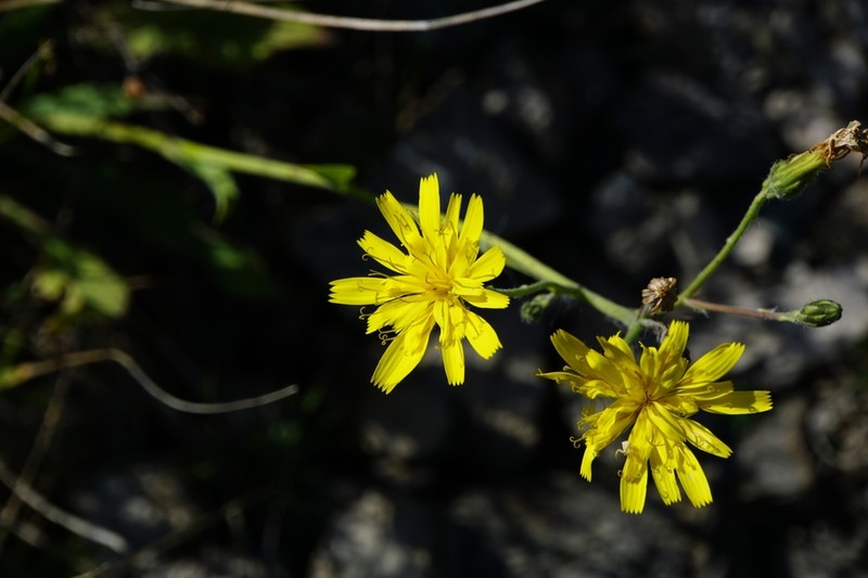 Hieracium tommasinianum photo 3