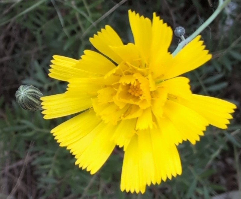 Hieracium tommasinianum photo 4