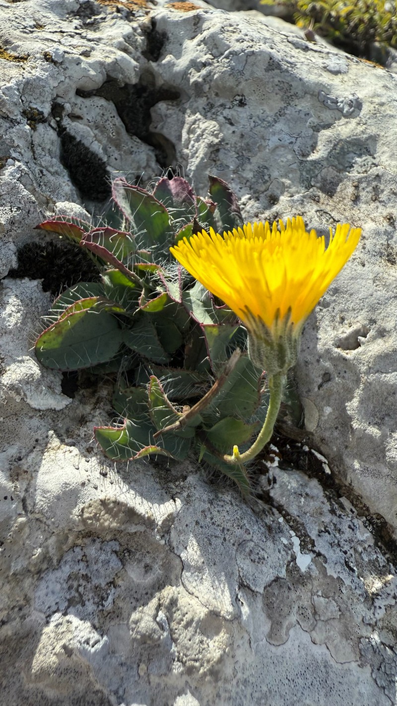 Hieracium tommasinianum photo 5