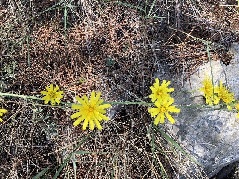 Hieracium tommasinianum photo 6