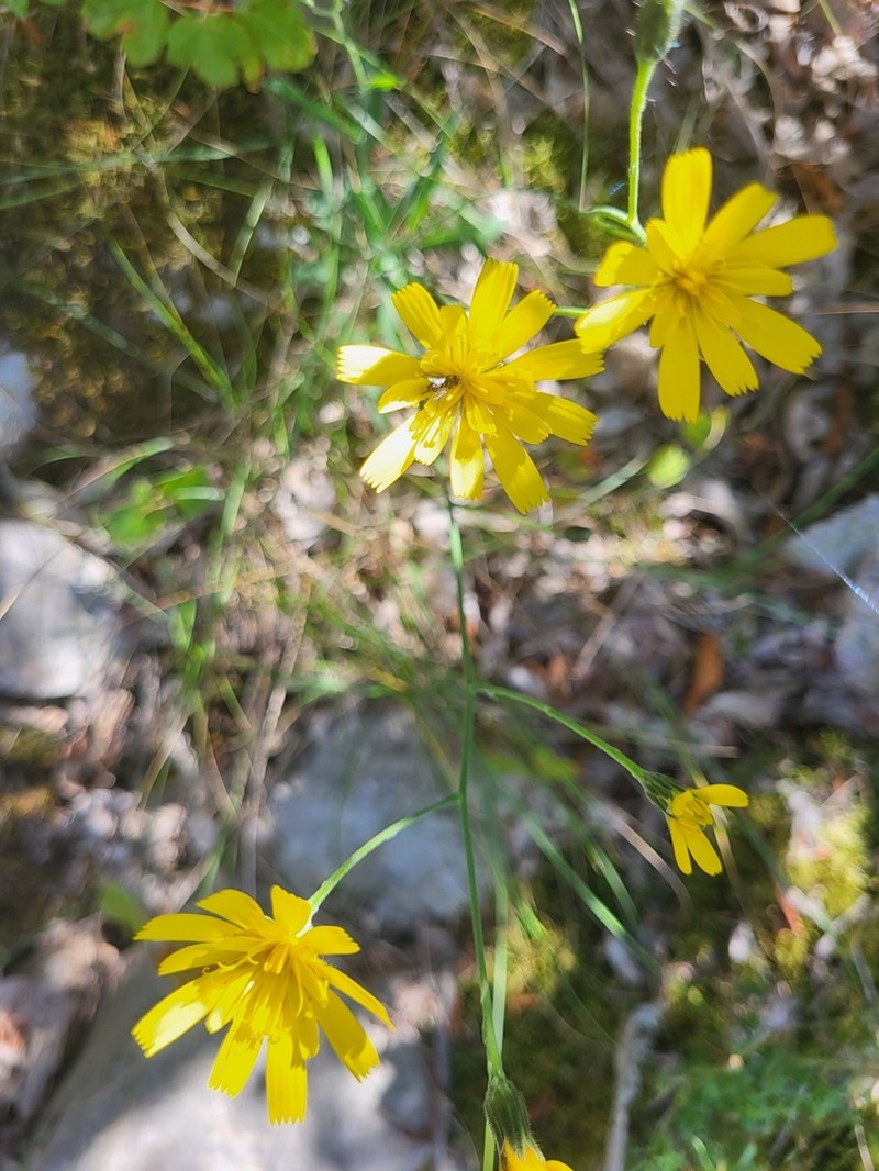 Hieracium tommasinianum photo 7