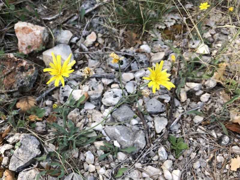 Hieracium tommasinianum photo 8