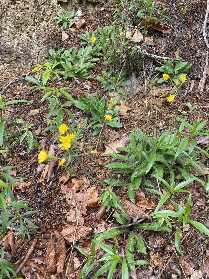 Maryland Hawkweed photo 2