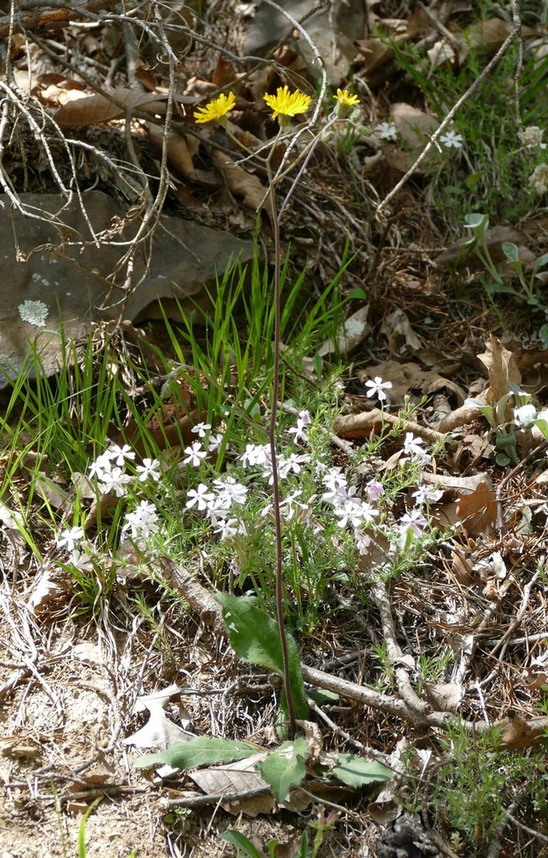Maryland Hawkweed photo 3