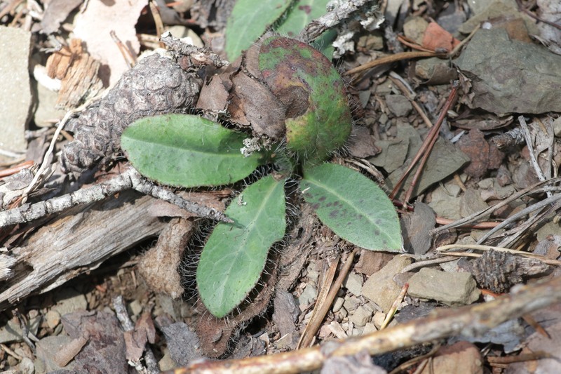 Maryland Hawkweed photo 4