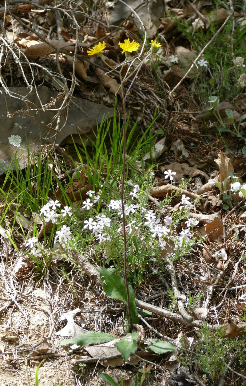 Maryland Hawkweed photo 5