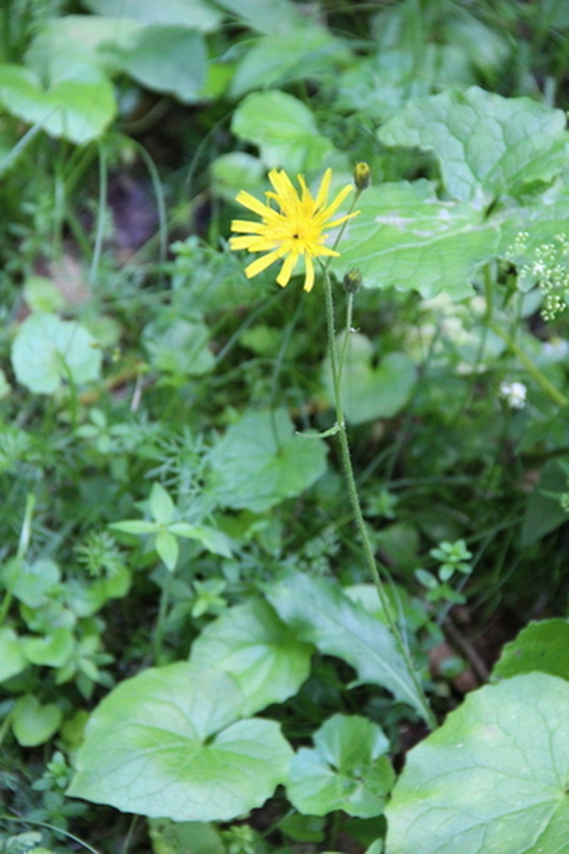 Hieracium transiens photo 2