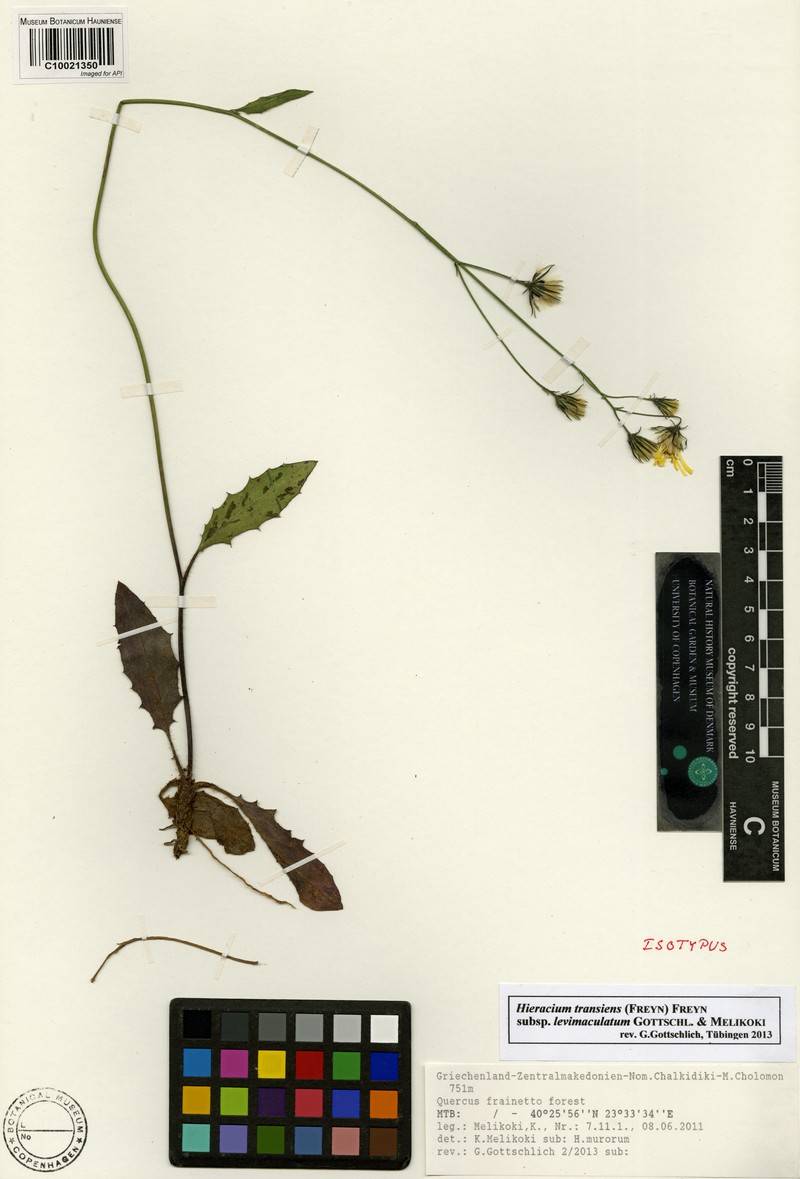 Hieracium transiens photo 3