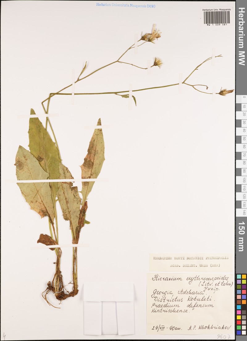 Hieracium transiens subsp. erythrocarpoides