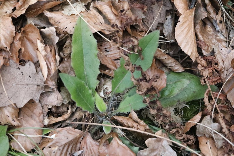 Hieracium transylvanicum