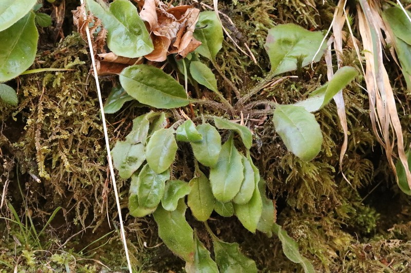 Hieracium transylvanicum photo 2