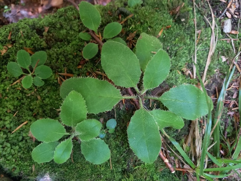 Hieracium transylvanicum photo 3