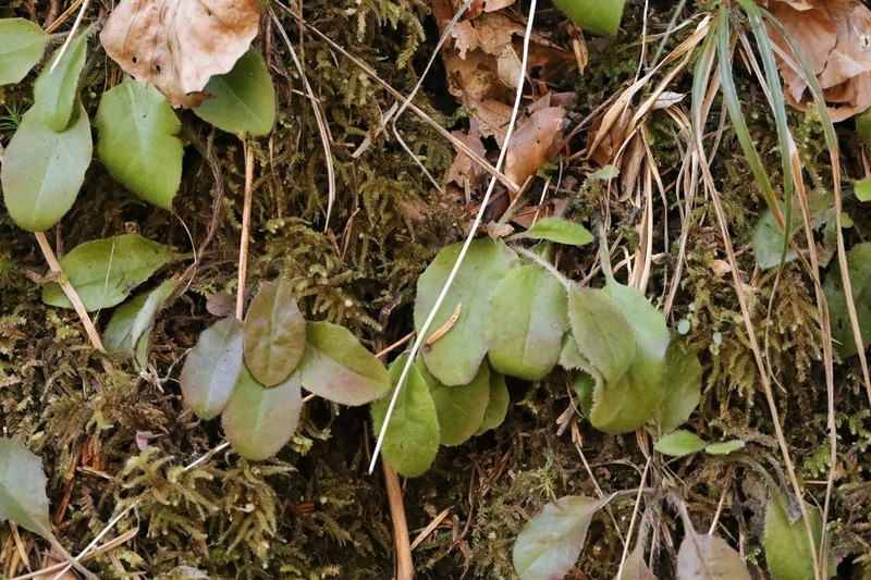 Hieracium transylvanicum photo 4