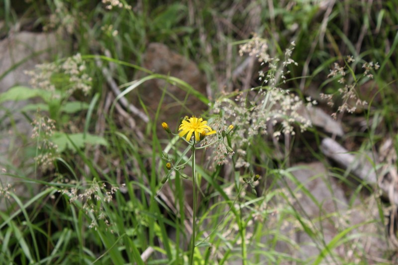 Hieracium transylvanicum photo 5