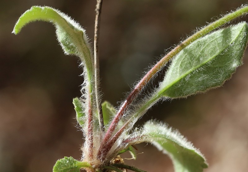 Hieracium transylvanicum photo 6
