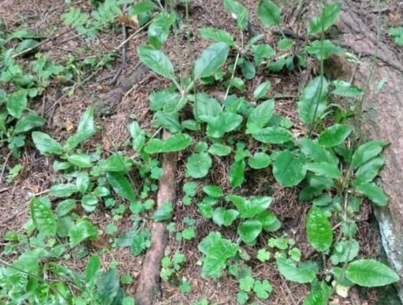 Hieracium transylvanicum photo 7