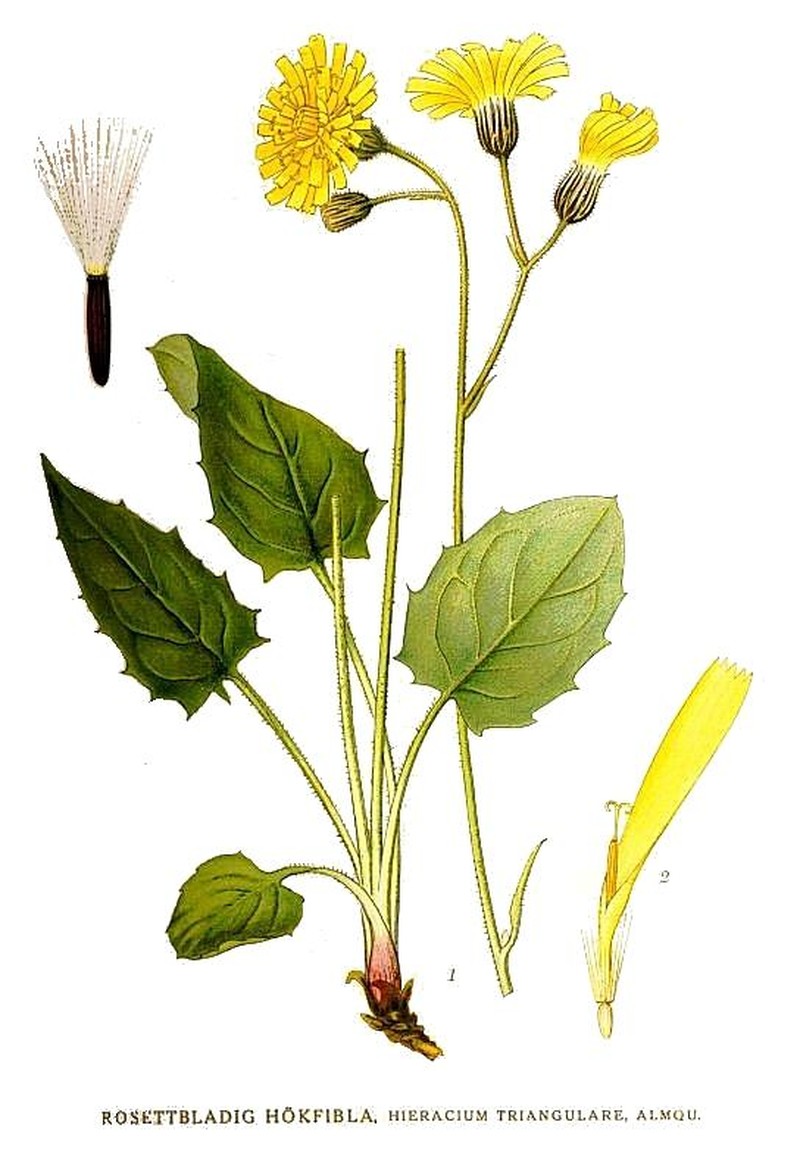Hieracium triangulare